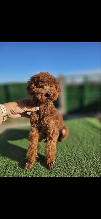 Мини Пудел мъжко