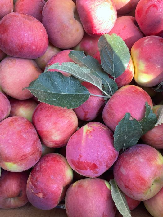 Яблоневый сад