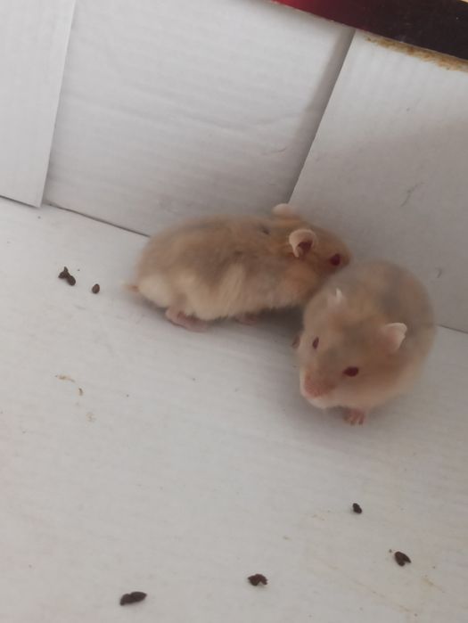 Продам хомечков*