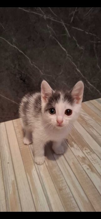 Отдам в добрые руки котят