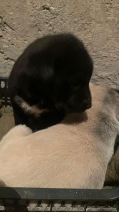 Черный щенок. Қара күшік