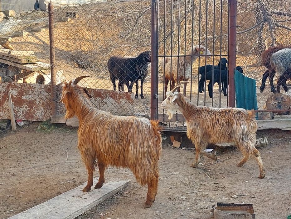 Жас бойдақ ешкілер сатылады