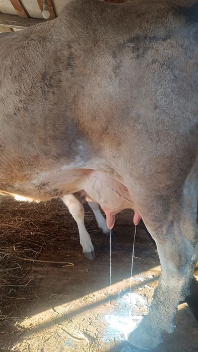 Vaca, junică și vițică de vânzare