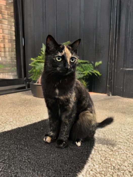 Кошечка в добрые руки!