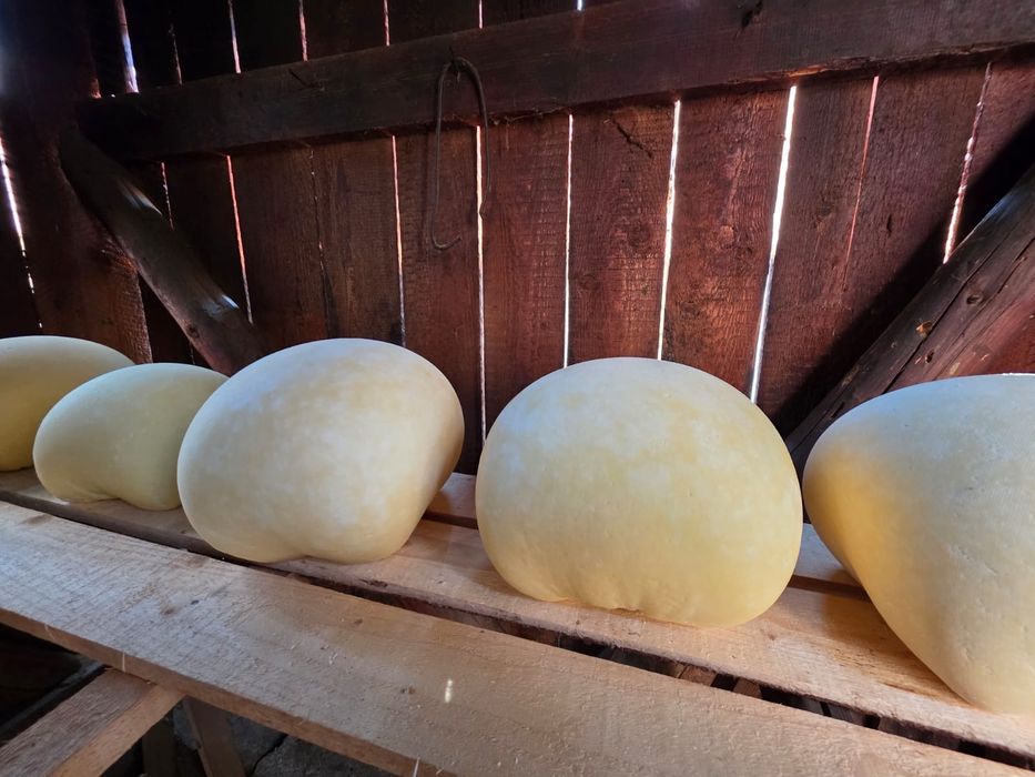 Cas de vaca proaspat