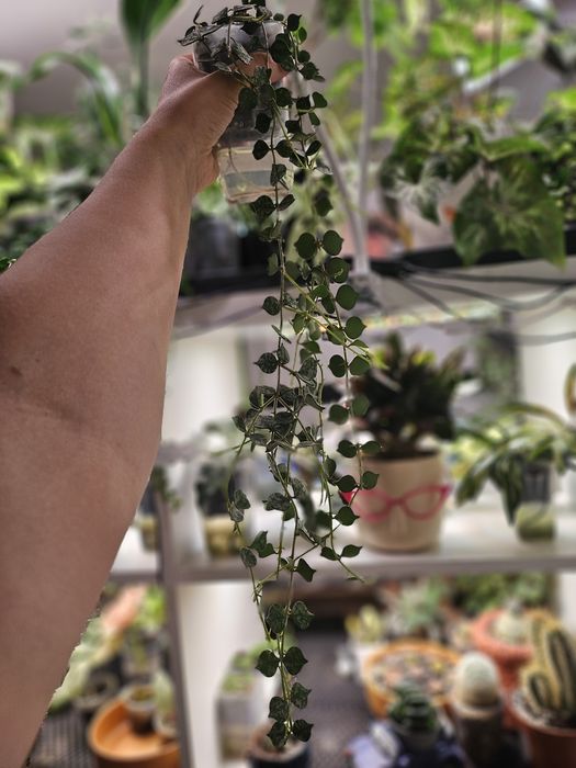 Продам хойю куртиси