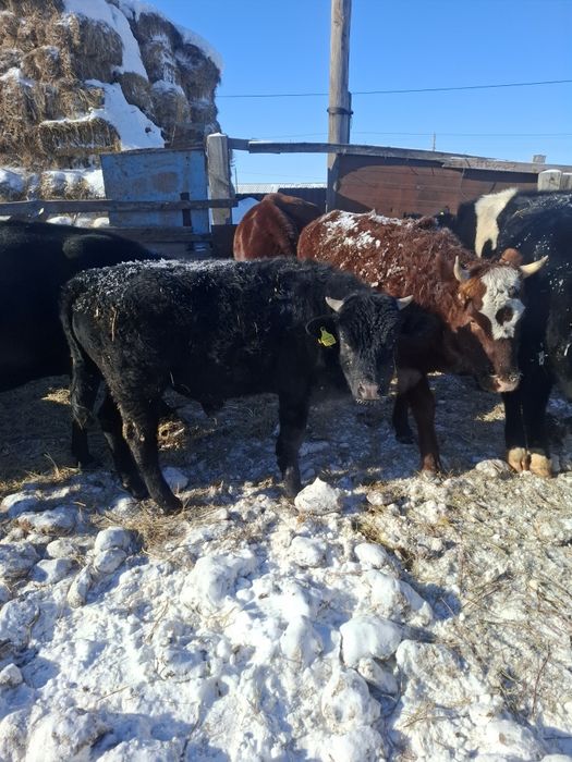 Продам молодняк телки