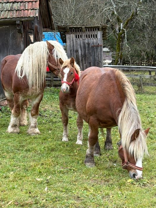 Vând mânză sarga mânze negre armasar