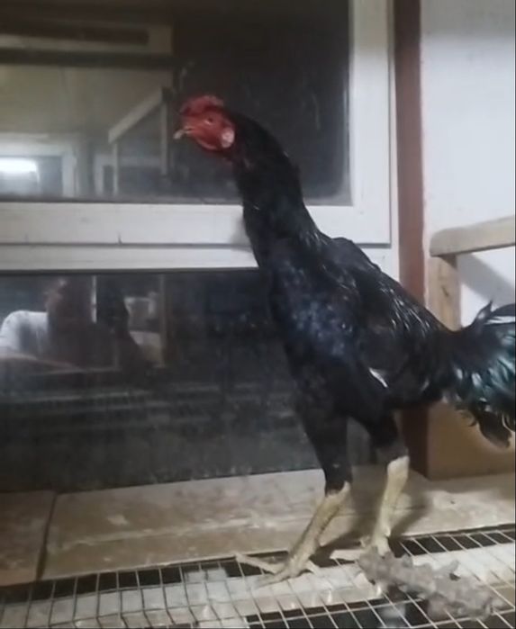 Дакан Бойцовый Тайго