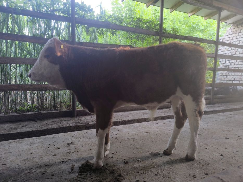 Smental buqa sotiladi