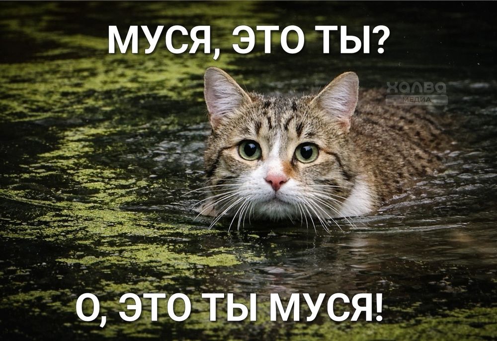 Кошечка Муся Бесплатно