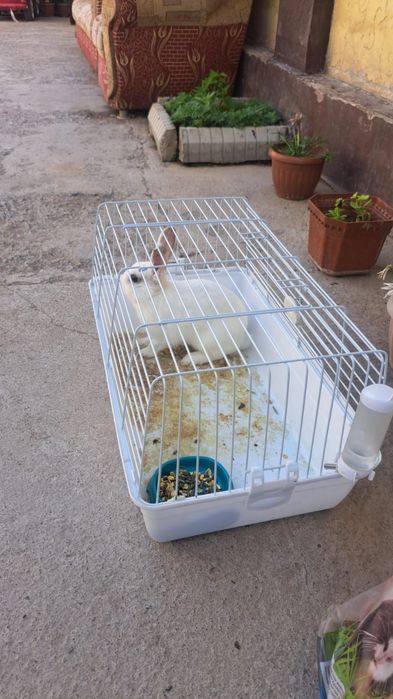 Кролик продам срочно