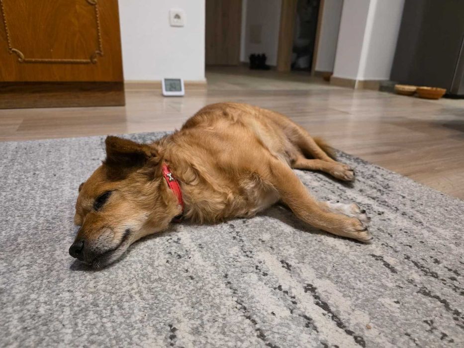 Pet Sitter particular