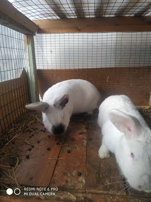 СОТИЛАДИ quyonlar ОПТОМ куйонла