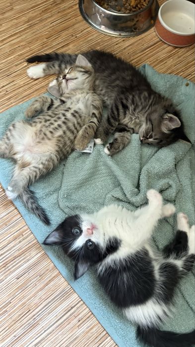 Котят в добрые руки