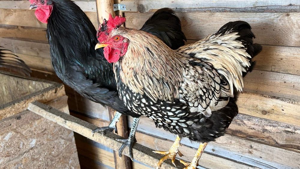 Vând cocoș Austrolop