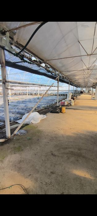 Сдам в аренду теплицу 1га