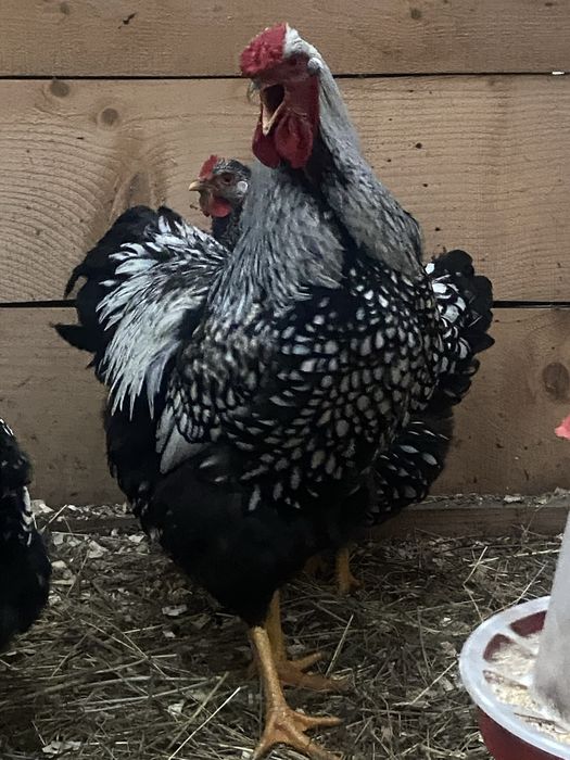 Oua incubat wyandotte