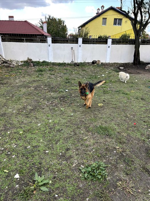 Немска овчарка с родословие/ Женска