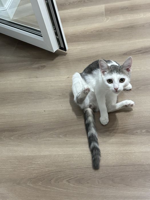Котенок девочка 4 мес ласковая   ищут дом