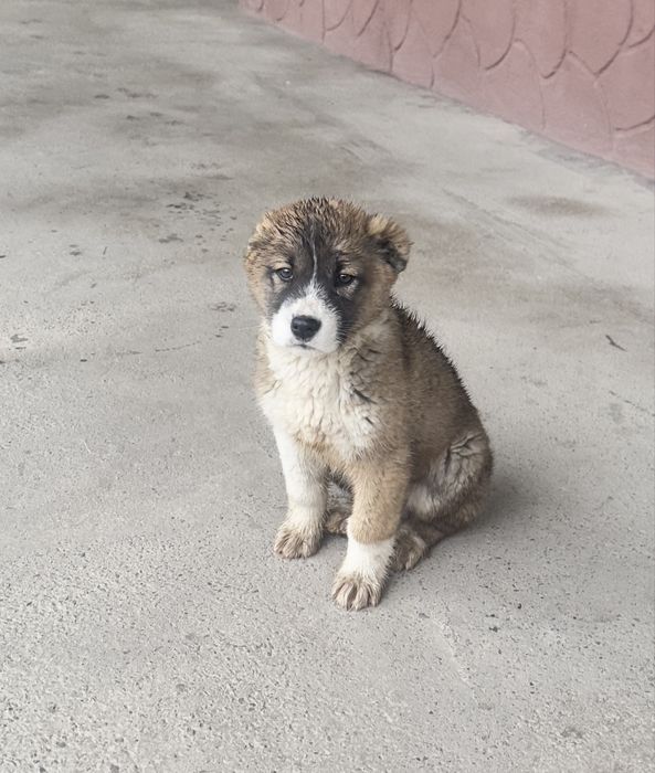 Собака сотилади срочна