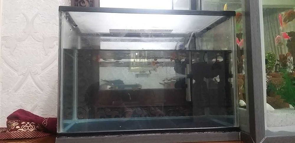 Akvarium Va Guppi 20ta