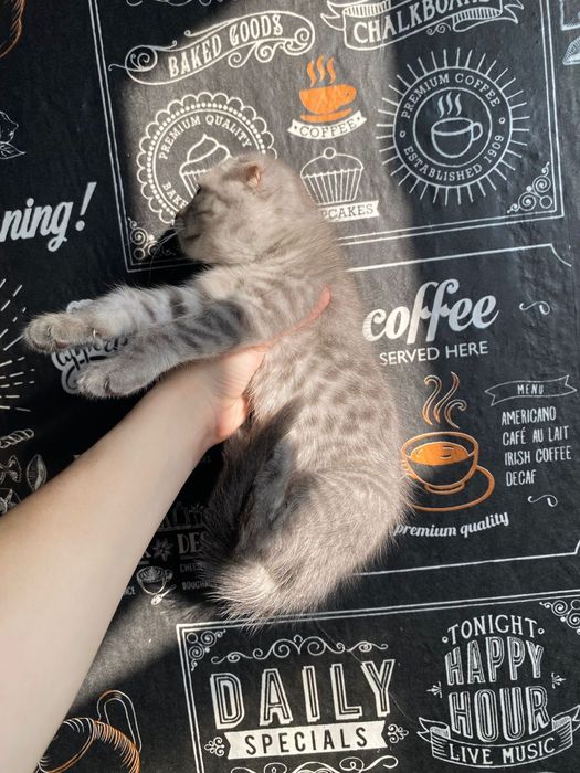 Скотиш фолд вислоухая