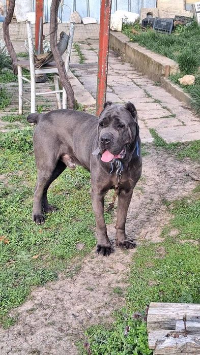 Малки сладурковци