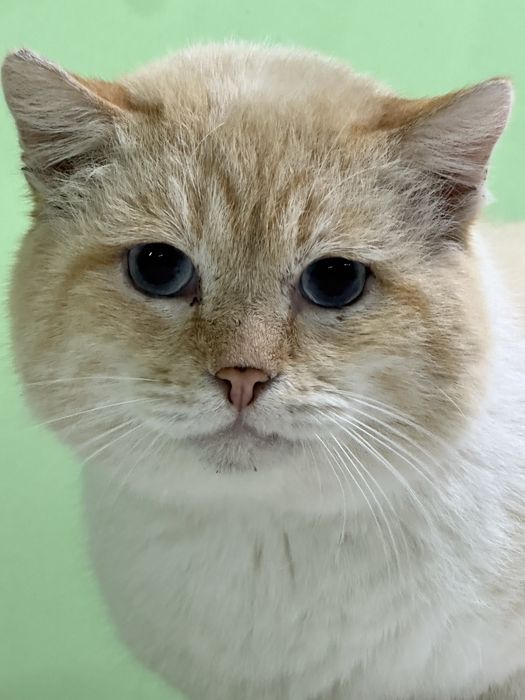 Кот Батон ищет дом