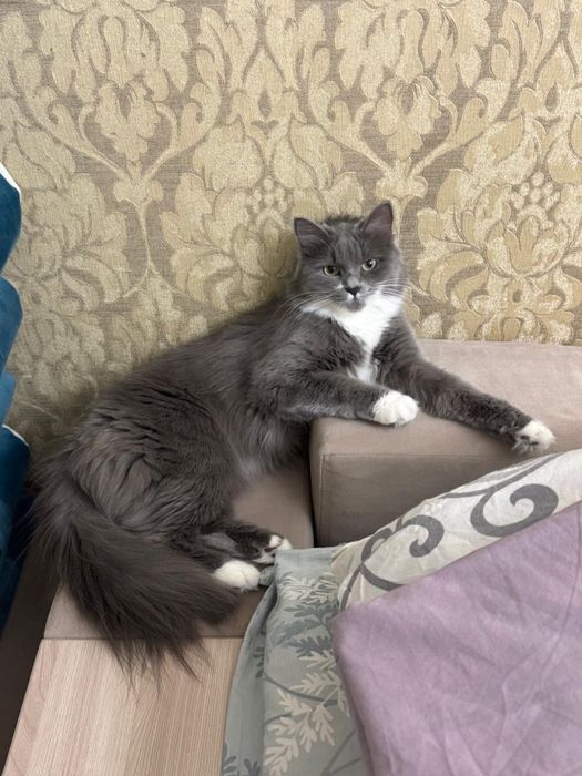 Домашная кошка, Сибирская