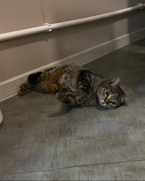 ИДЕАЛЬНАЯ кошечка ищет добрый дом!