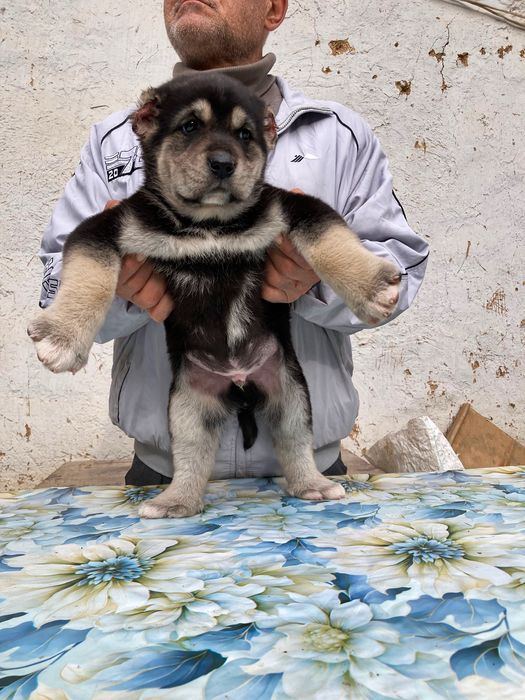 Щенок Алабая ( супер скидка )