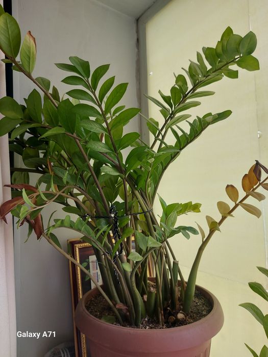 Долларовое дерево продам