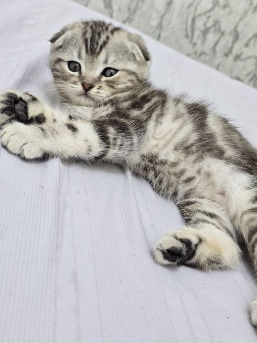 Продаются породистые котята скотиш фолд котята 2 девочки и 2 мальчика
