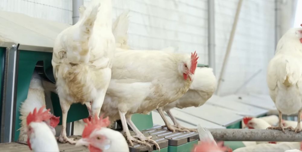 Домашни яйца от пасищни кокошки Супер Био !