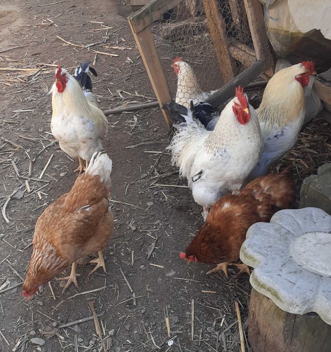 Cocosi crescuti doar cu cereale