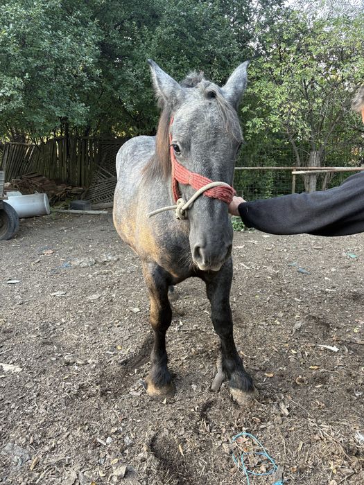 Manz sur de vanzare sau schimb cu orice