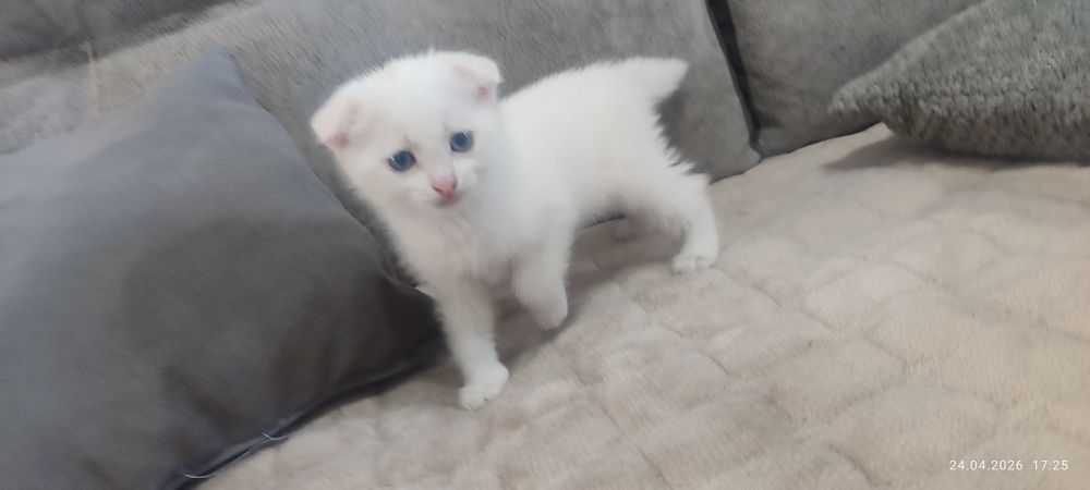 Веслоухие котята