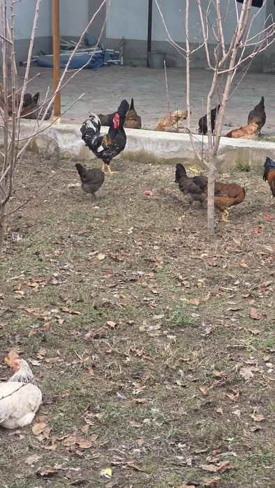 Шошилинг! Хуроз ва товуклар сотилади!