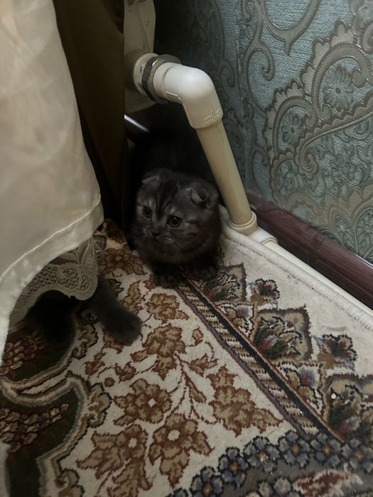 Aqilli muloyim momiq igrushkadek mushukchalar