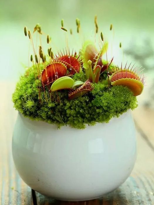 Venus flytrap Plantă carnivoră