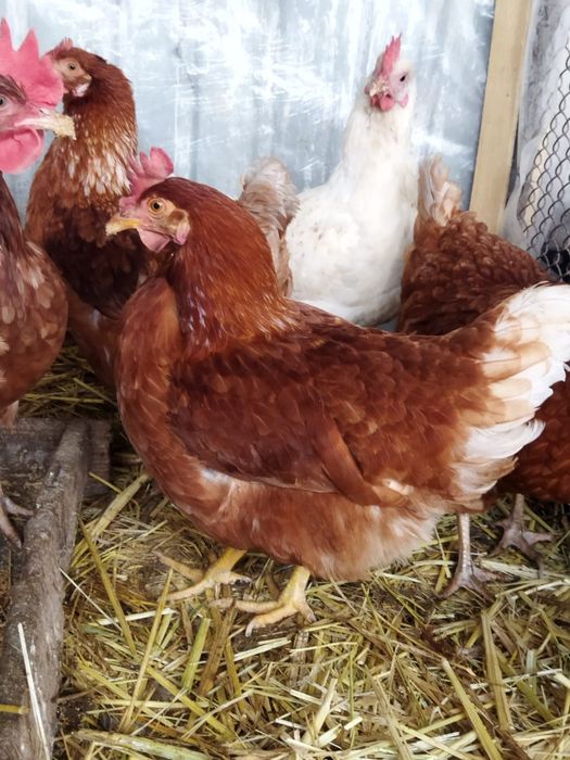 Продам куры домашние