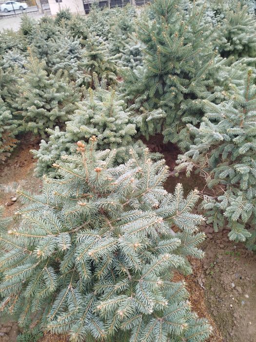 Началась продажа серебристо голубых елей от