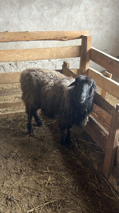 Қой!Тоқты сатылады!