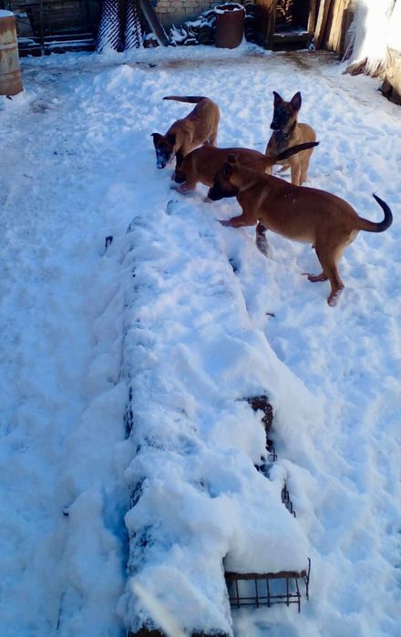 Белгийска овчарка Малиноа/ Malinois ›