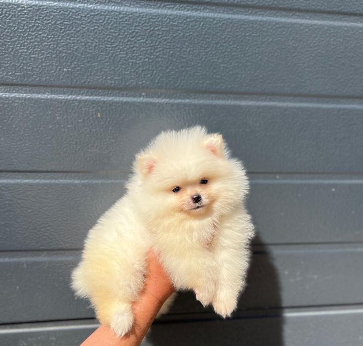 Mascul Pomeranian