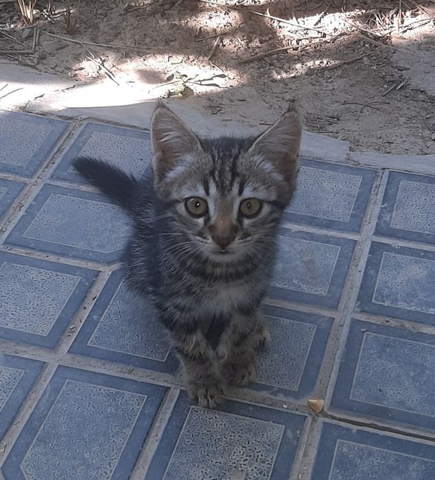 Отдам котят в добрые руки