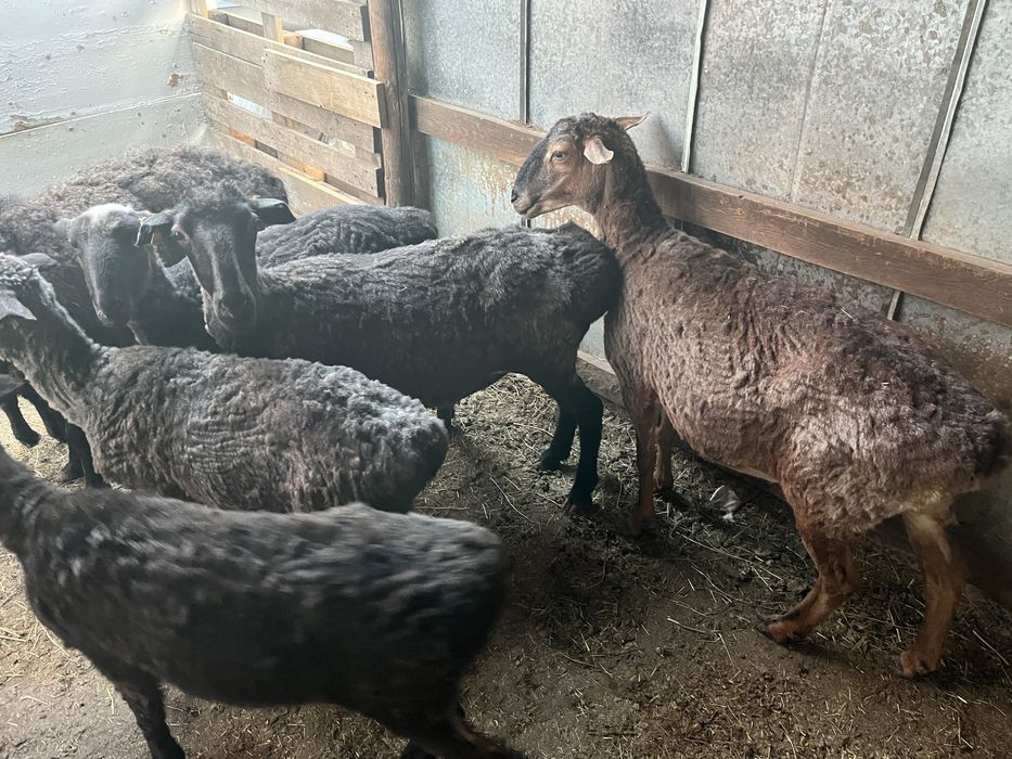 Продам баранов на курбан айт