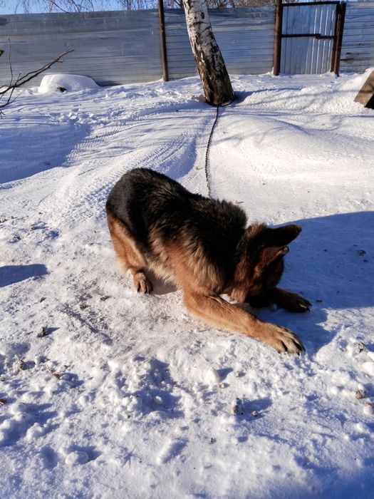 Немецкая овчарка!