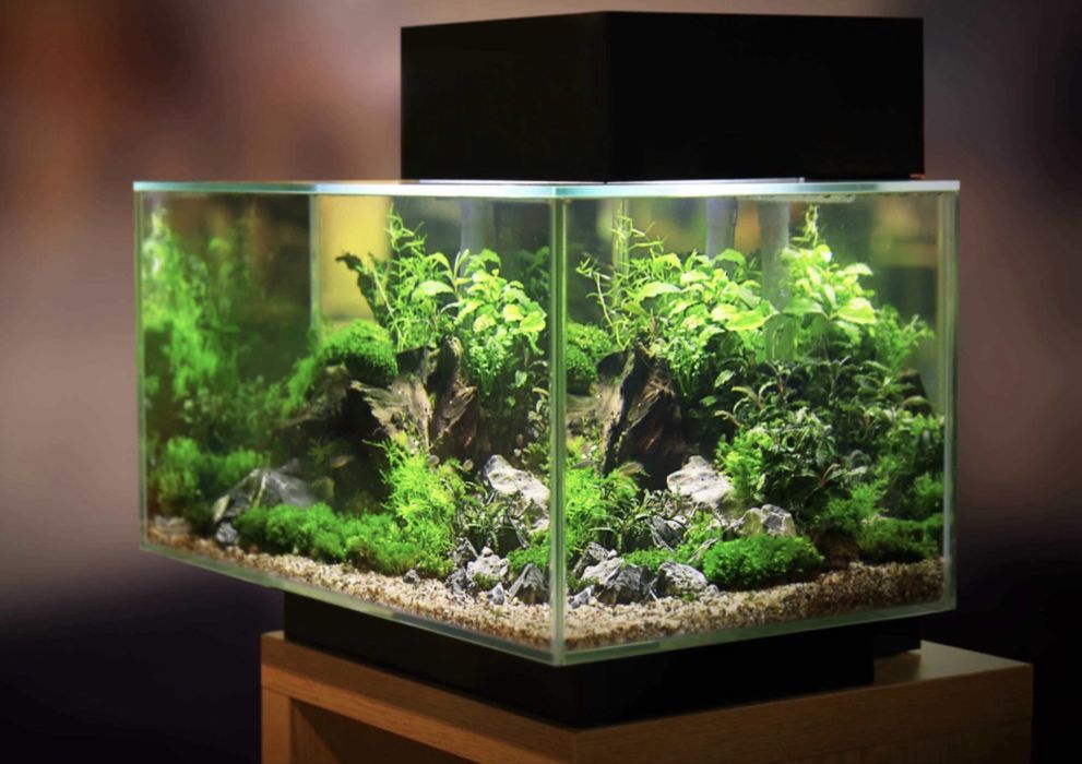 Intretinere si amenajare acvarii